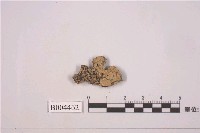 藏品(殼狀地衣 )的圖片